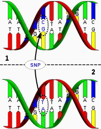 Polymorphismus (SNP), Mutation. Quelle: Wikipedia. Urheber: David Hall Polymorphismus (SNP), Mutation