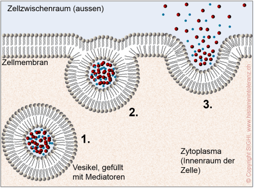 Exocytose: Freisetzung von Mastzellmediatoren aus Vesikeln.