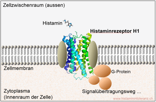 Schematische Zeichnung: Histamin-H1-Rezeptor in der Zellmembran