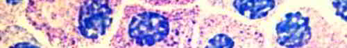 Symbolic picture: mast cells